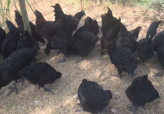黑脚土鸡的营养价值