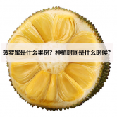 <strong>菠萝蜜是什么果树？种植时间是什么时候？</strong>