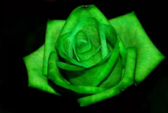 <strong>绿玫瑰的花语是什么,我们的爱情永不老去</strong>