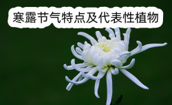 <strong>寒露节气特点及代表性植物</strong>