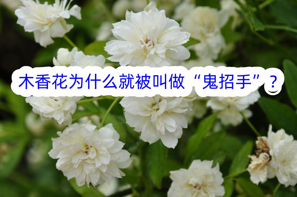 木香花为什么就被叫做“鬼招手”？