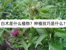 白术是什么植物？种植技巧是什么？