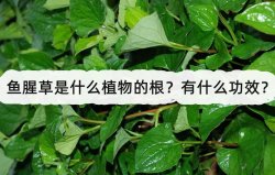 <strong>鱼腥草是什么植物的根？有什么功效？</strong>