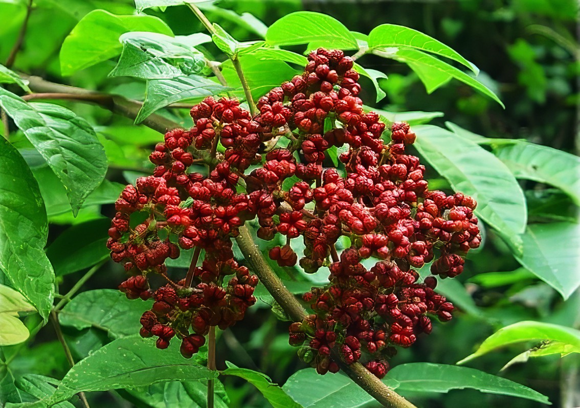 吴茱萸的施肥时间要点有哪些？