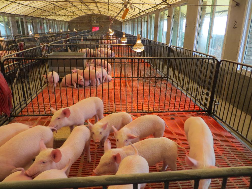 泰安猪猪农场图片