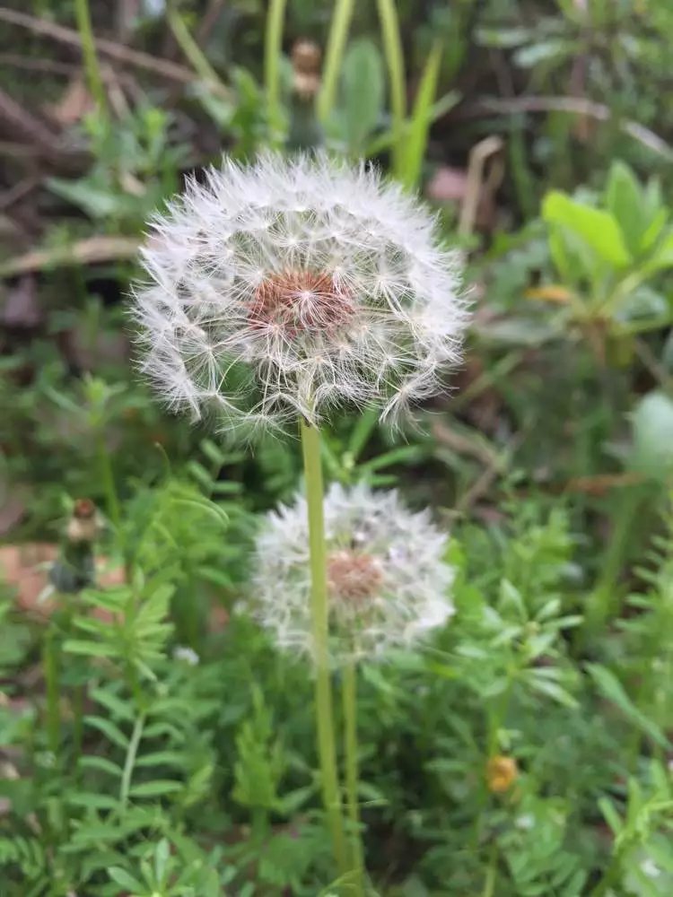 蒲公英的花是两性花吗？它有什寓意？