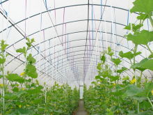 夏季大棚种植降温的五个方法及技巧