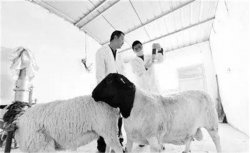 羊人工授精的常用方法有哪些 羊人工授精怎么操作