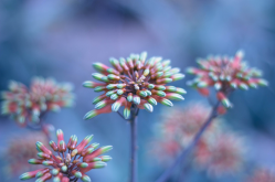 <strong>植物反季节开花是什么意思？什么原因引起的？</strong>