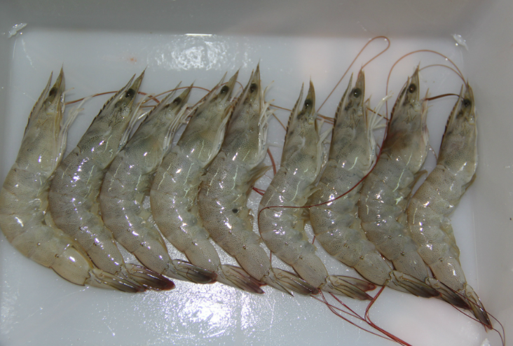南美白对虾和鱼混养的方案以及饲料选择与投喂