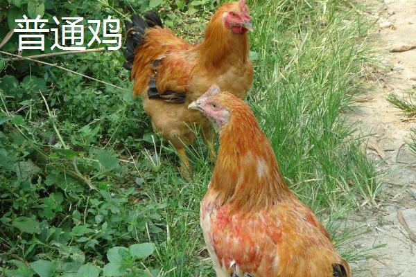 河田鸡简介，河田鸡和普通鸡的区别是什么
