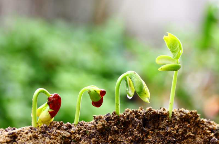 植物种子发芽需要什么条件？