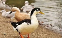 鸭常见病毒性疾病有哪些，鸭常见病毒性疾病如何进行防治
