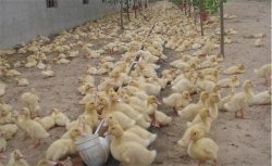 肉鸭育雏期如何进行饲养管理，其要点有哪几条