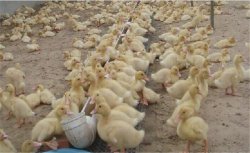 鸭子几个生长阶段的饲料配比是什么，鸭子几个生长阶段怎么配