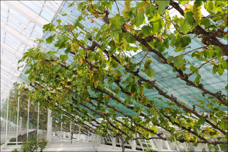 棚室葡萄各时期的控温要点 - 发财农业网葡萄种植培育技术