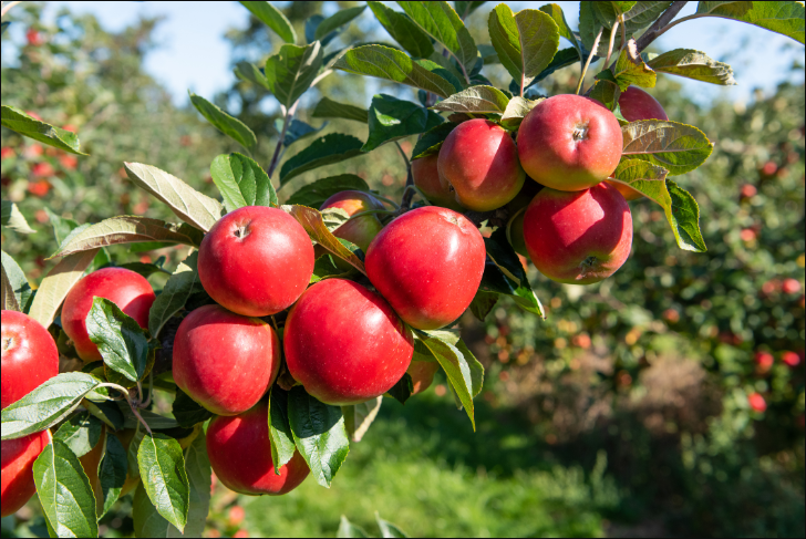 苹果花芽分化分为哪几个时期？ - 苹果种植技术