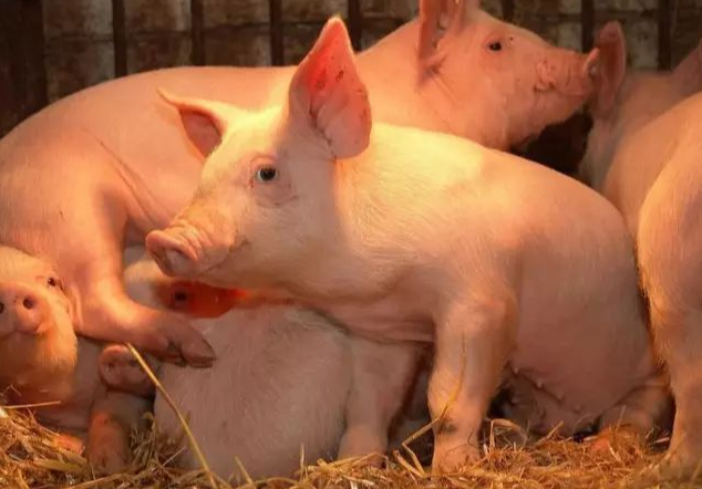 种猪市场需求有变化，高产、体型大的更受欢迎