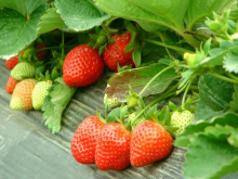 <strong>多效唑生长延缓剂对草莓生长过程中的影响</strong>