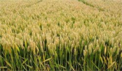 <strong>小麦是南方作物还是北方的</strong>