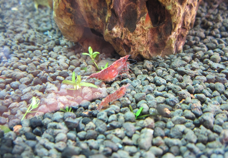 养殖樱花虾的注意事项有哪些？