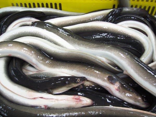 为什么可以人工饲养鳗鱼却不能人工繁殖鳗鱼苗