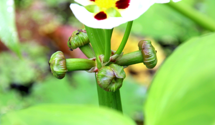 蒙特登慈菇盆栽简介