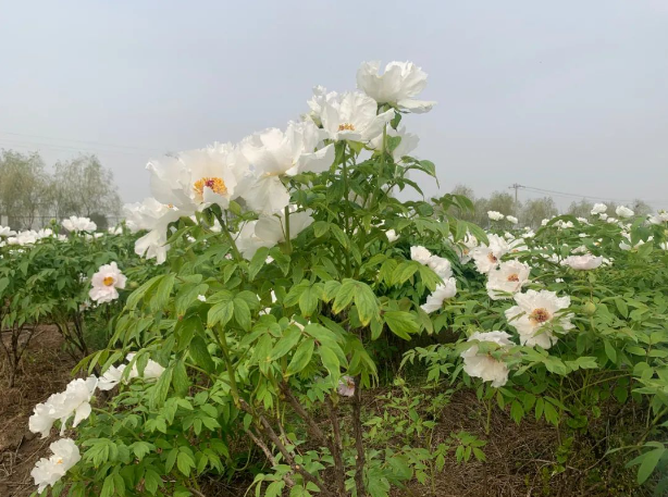 油牡丹怎样种植