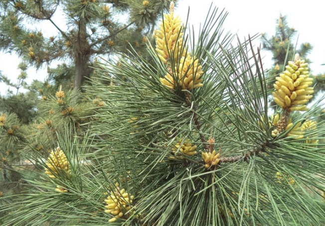 松树会开花吗?