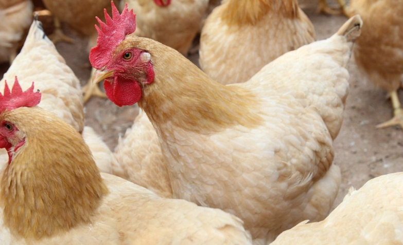 冬季该如何预防鸡鼻炎的高发?