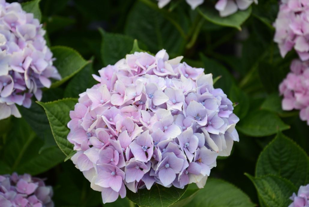 八仙花的种植技巧