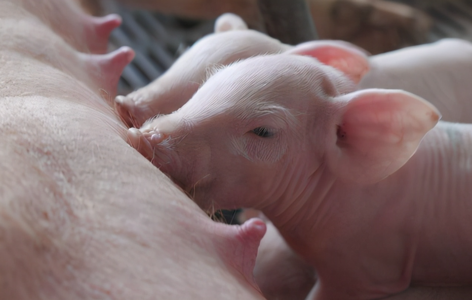 母猪胚胎的早期发育