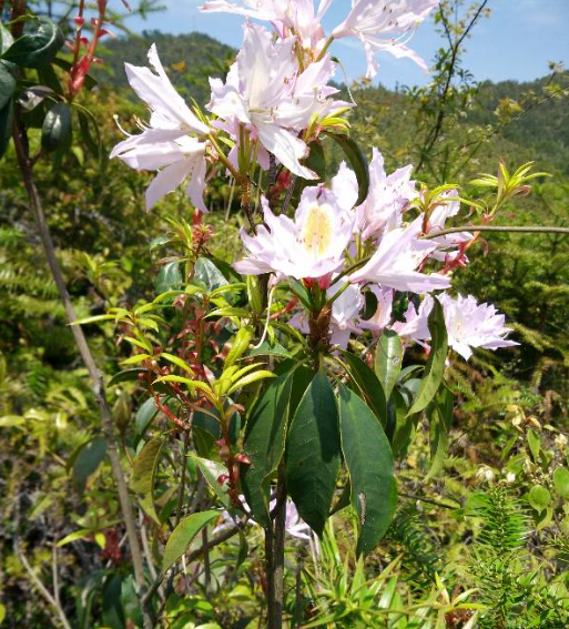 清明花栽培技术