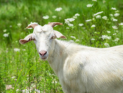 怎么样才能让羊快速增肥？