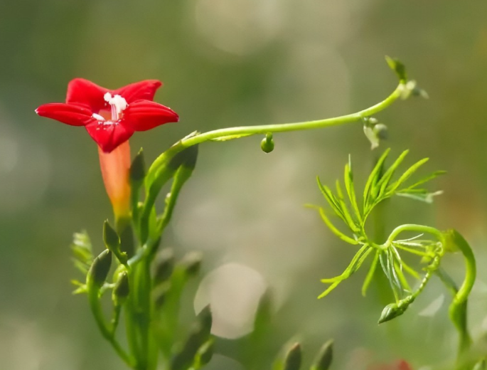 茑萝花种子怎么种植