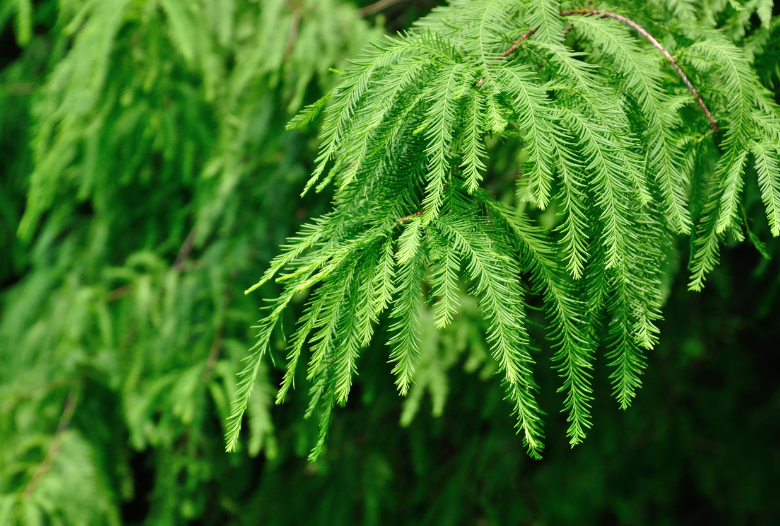 落羽杉种植技术要点及修剪