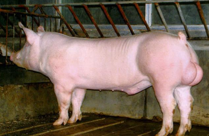 公猪繁殖障碍的表现与致病机理