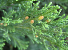 圆柏的种植方法