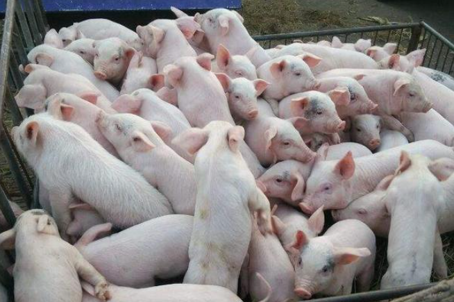 影响猪人工受精成功率的因素