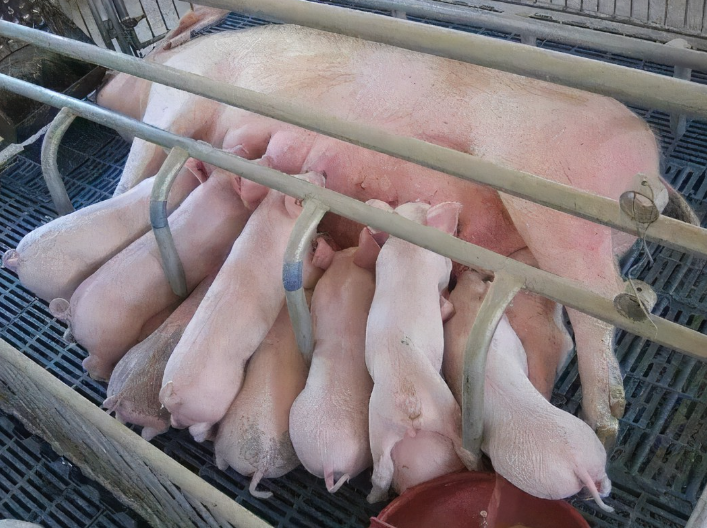 提高哺乳母猪的泌乳力的技术