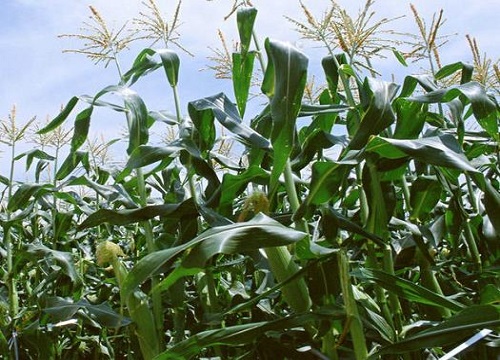 夏至适合种植什么食物？