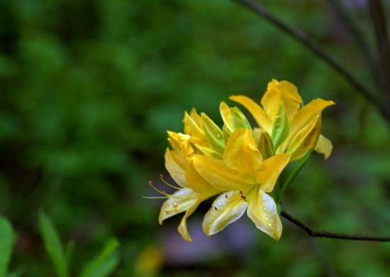 室内不适合养的花卉