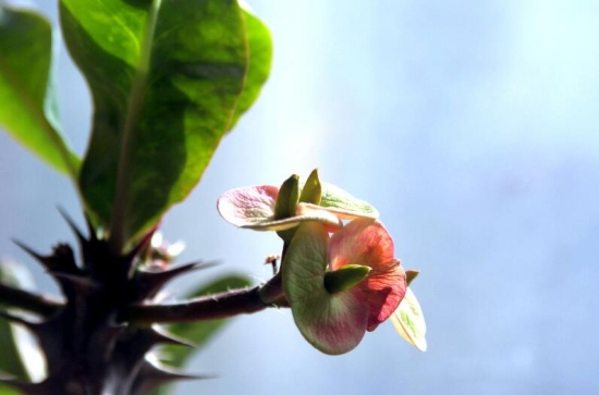 室内不适合养的花卉