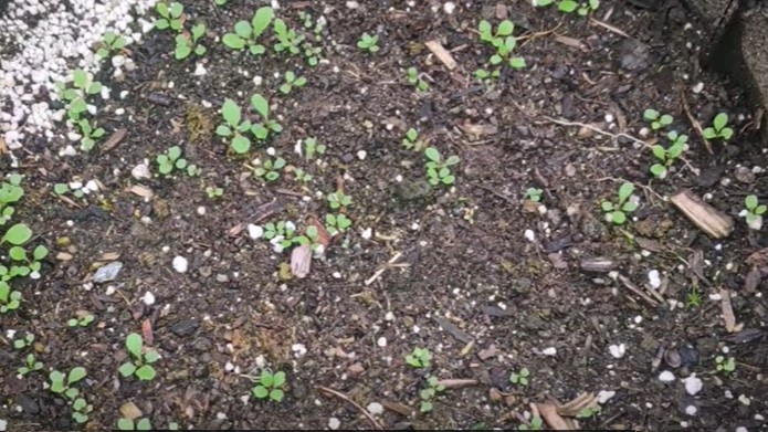 什么季节适合栽培芝麻菜，芝麻菜种植和播种的方法有哪些