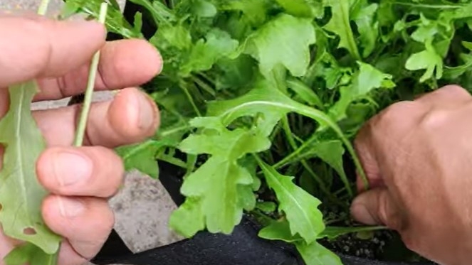 什么季节适合栽培芝麻菜，芝麻菜种植和播种的方法有哪些