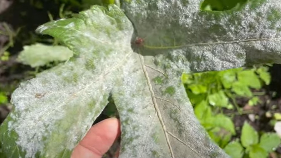 在菜园种植阿司匹林有哪些用途