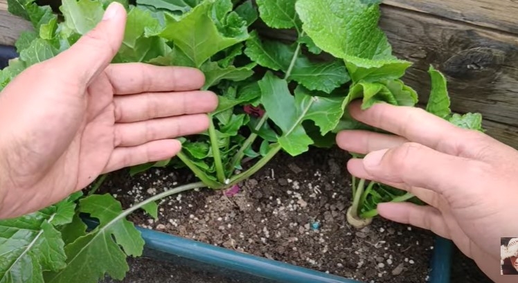 老园丁传授盆栽种植技巧，让植物长得枝繁叶茂