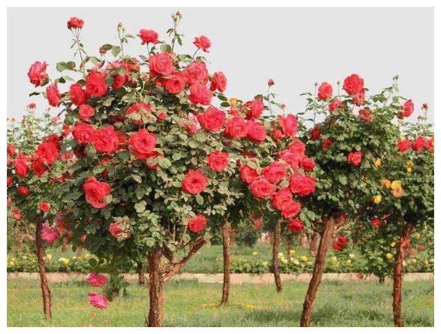 什么季节适合栽培树型月季，树型月季种植和播种的方法有哪些