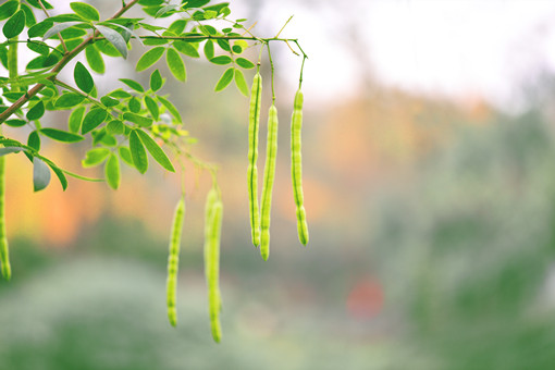 皂角树种植和播种的方法有哪些，皂角树赚钱吗？