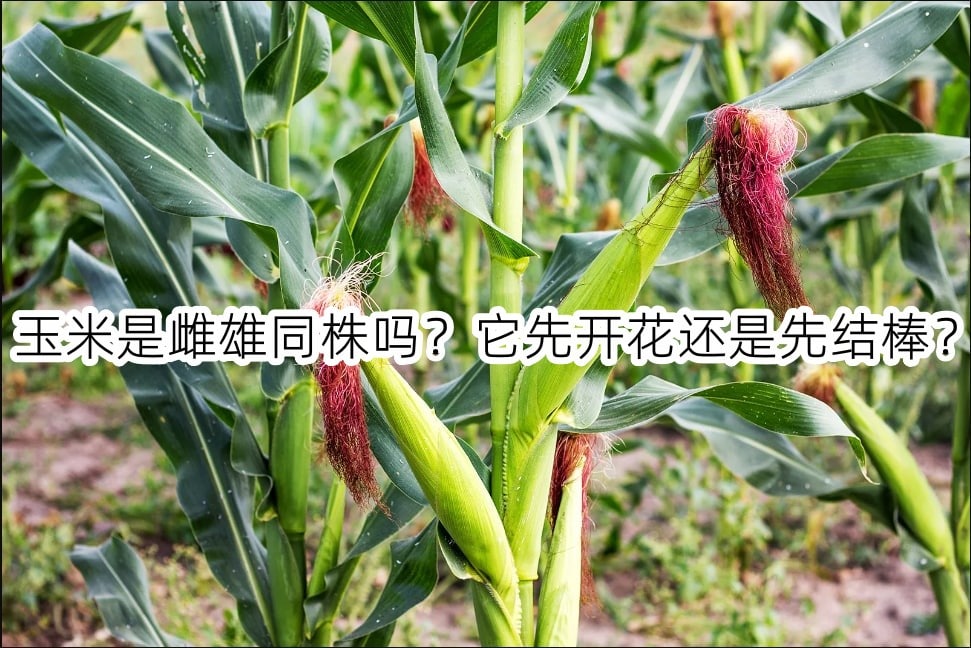 玉米是雌雄同株吗？它先开花还是先结棒？